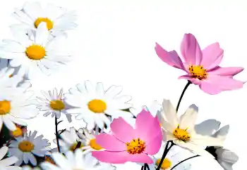 Εφέ φωτογραφιών στην κατηγορία Κορνίζες για φωτογραφίες γυναικών № 72152