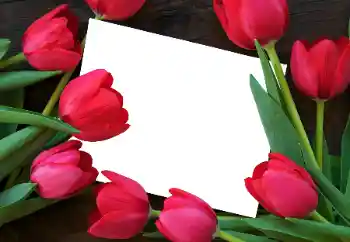 Εφέ φωτογραφιών στην κατηγορία Κορνίζες για φωτογραφίες γυναικών № 93458