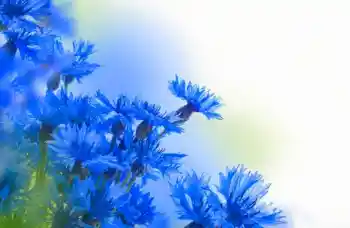 Εφέ φωτογραφιών στην κατηγορία Κορνίζες για φωτογραφίες γυναικών № 97638